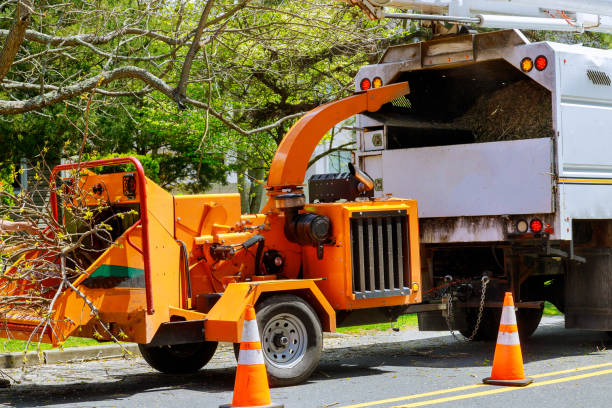 Reliable Palestine, TX Tree Removal Solutions